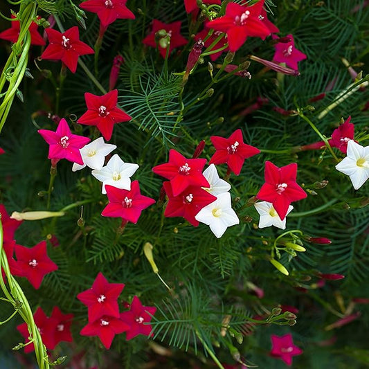 Outsidepride Mixed Cypress Vine Seeds - 100 Pcs Annual Flower Seeds with Nectar-Rich, Star-Shaped Flowers & Feathery, Fern-Like Leaves for Fences, Trellises, Pergolas & Vertical Gardens
