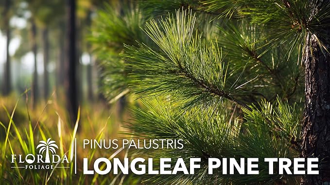 Longleaf Pine Tree | 3 Large Gallon Size Plants | Pinus Palustris | Fast Growing, Southern Yellow Evergreen, Ornamental Landscaping, Drought Tolerant, Native Habitat, Wildlife Friendly