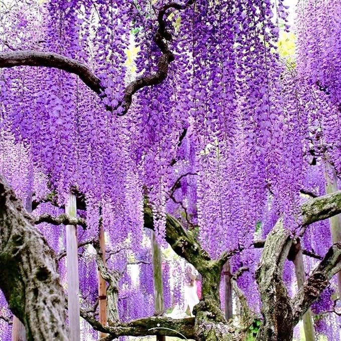 Purple Wisteria Live Plant, 6-12" Tall, Wisteria Vine in 2.5" Pot, Fragrant Flowering Climbing Plant for Outdoor Garden and Trellis