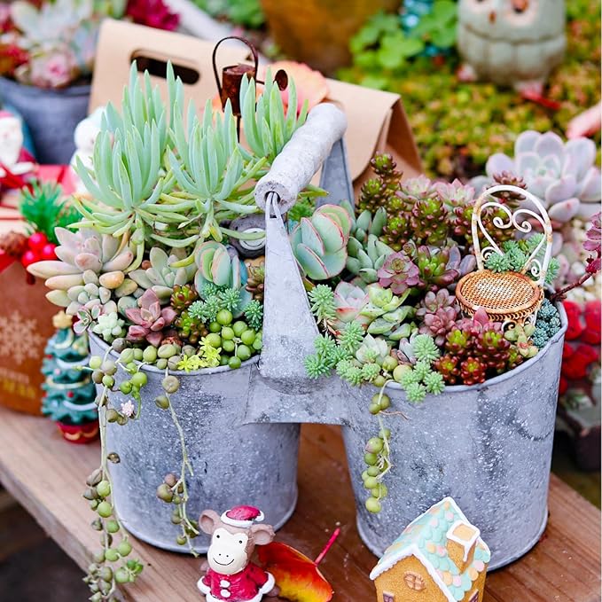Sprout N Green Live Succulent Plants, 8 Pack Assorted Real Succulents Potted in 2" Starter Pot with Soil Mix, Rare Small Indoor House Plants for Home Garden Wedding Decor Party Favor