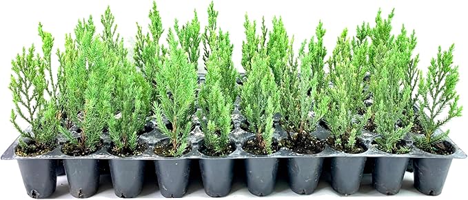 Blue Point Juniper - 10 Live Trees - Juniperus Chinensis - Evergreen Screening Plant
