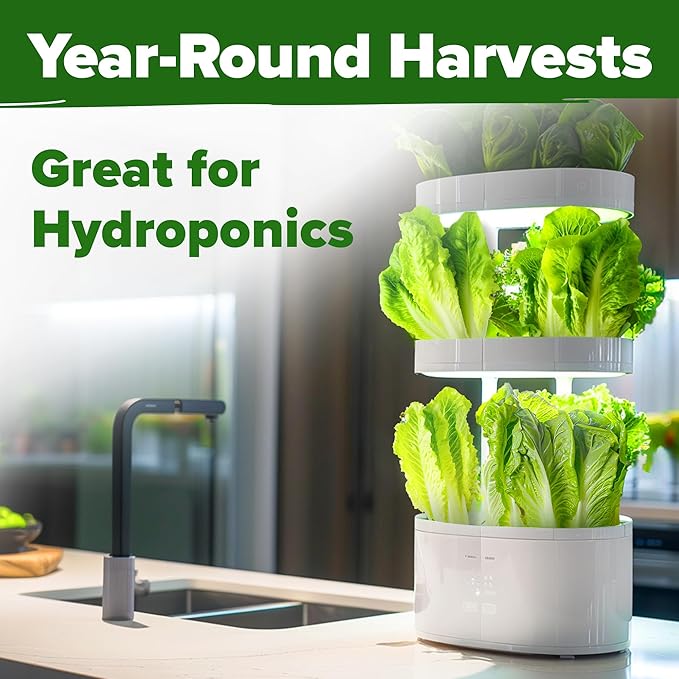 HOME GROWN Parris Island Romaine Lettuce 3,500+ High Germination Heirloom Lettuce for Planting Crisp Heads for Garden & Hydroponics, Indoor Outdoor (Lactuca Sativa)