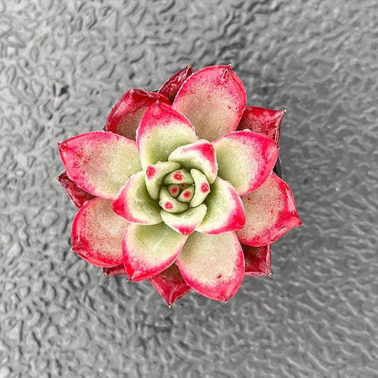 Live Succulent Echeveria 'Japanese PinkCherries', Approx 2-inch Large, Potted Succulents, Fully Rooted, Easy Care House Plants