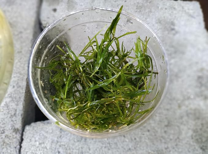1 Cup of Live Guppy Grass Plus 1 Bunch of Hornwort Aquarium Plants, Freshwater Submerged Plants for Fish Tank