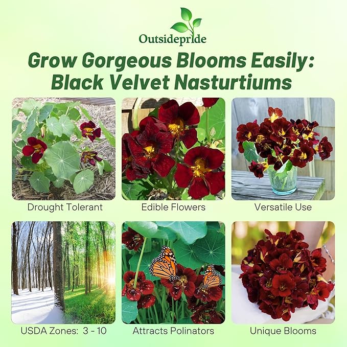 Outsidepride Tom Thumb Black Velvet Nasturtium Seeds - 200 Pcs Annual, Easy to Grow & Versatile, Flower Seeds for Planting Vibrant Blooms, Ideal for Gardens, Borders, and Pollinator Gardens