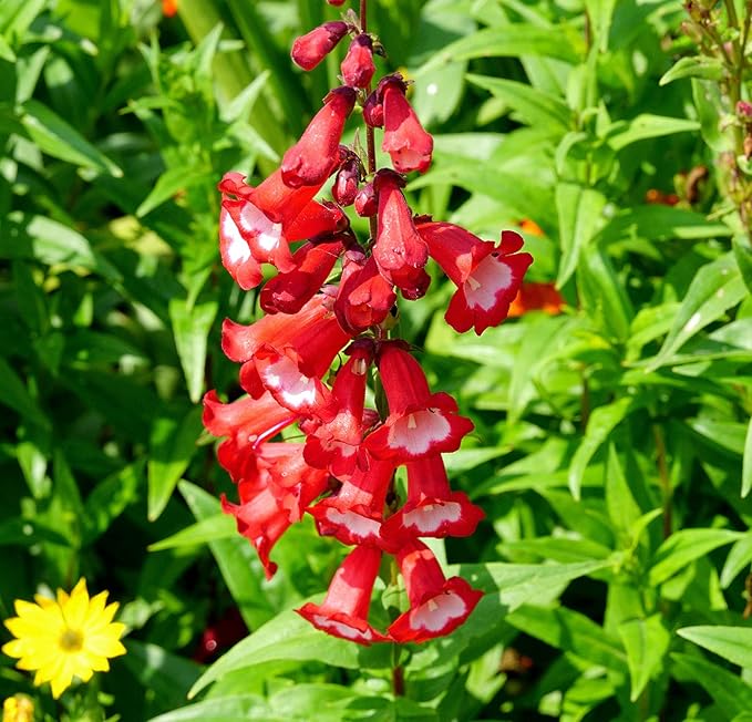 Penstemon Seeds for Planting - 200 Penstemon Seeds Multicolor Flower Seeds for Outdoor Home Garden Flower Seeds Gardening Supplies