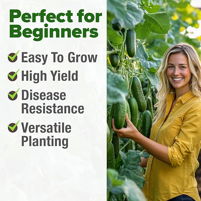 HOME GROWN Organic Cucumber Seeds - 200 Marketmore Heirloom Non GMO Vegetable Seeds for Planting in Trellises, Raised Beds, Containers (Cucumis sativus)