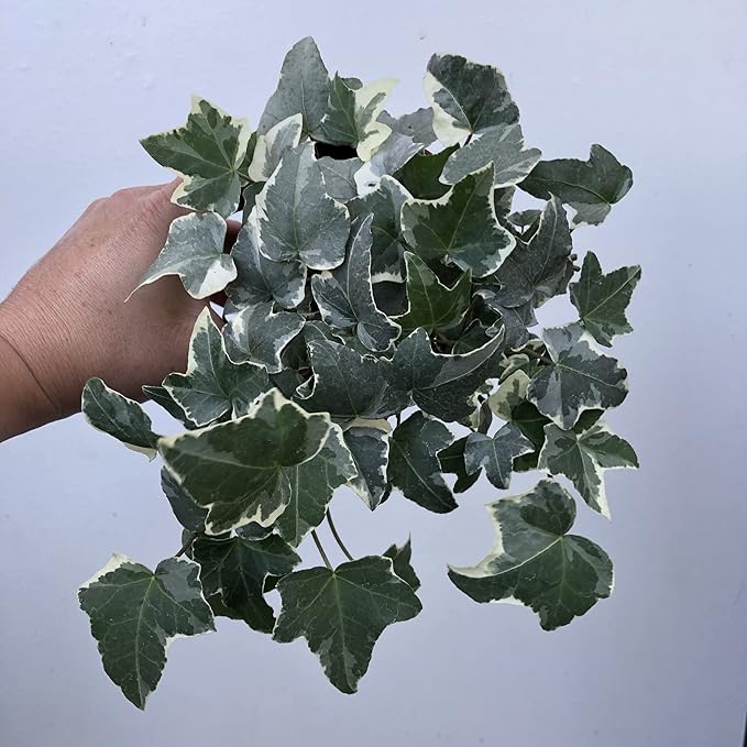 Variegated English Ivy - 5 Live Plants in 4 Inch Pots - Hedera Helix - Beautiful Easy Care Indoor Air Purifying Houseplant Vine