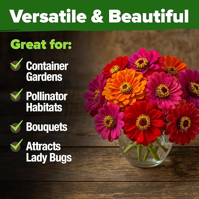 HOME GROWN Zinnia Dahlia Seeds Pack for 2026 – 524 Non GMO Flower Seeds | Vibrant Zinnia Elegans for Pollinator Gardens, Borders & Containers | Easy-to-Grow Outdoor Blooms