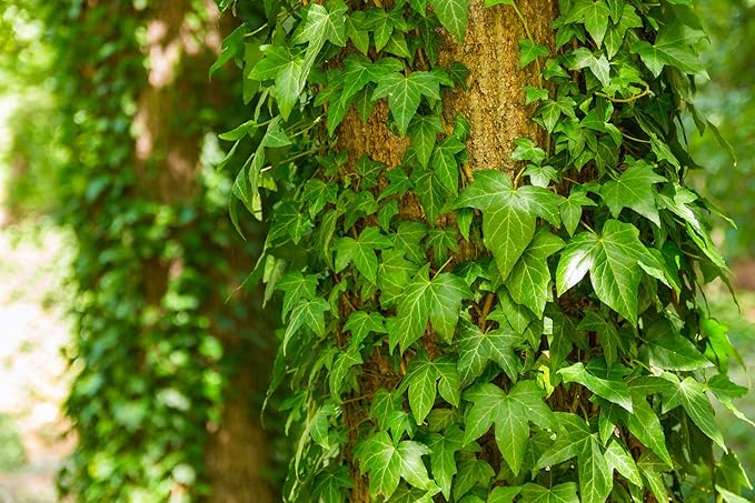 English Ivy Tree - Live Plant in a 4 Inch Pot - Hedera Helix - Florist Quality - Stylish Air Purifying Topiary Houseplant Vine