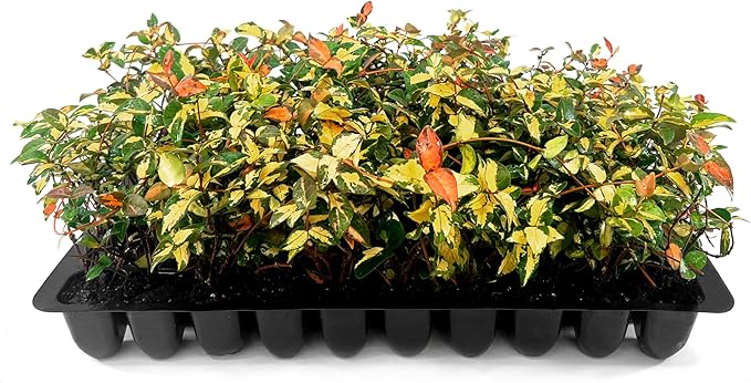 Jasmine Summer Sunset - 3 Live Plants - Trachelospermum Asiaticum - Colorful Groundcover Vine
