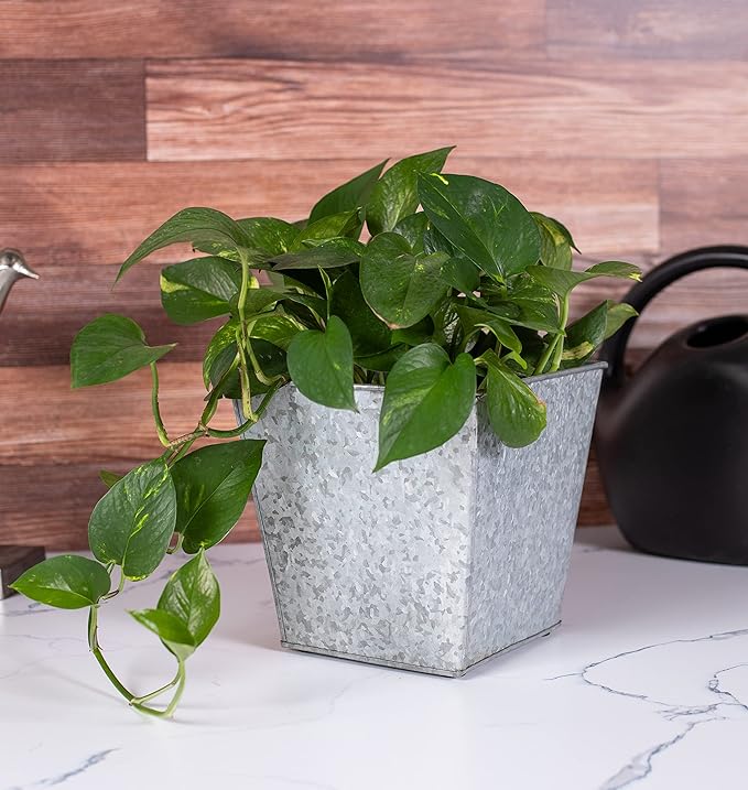 BIRDROCK HOME 2 Pack 8" Rustic Square Planter - Indoor or Outdoor Plant Flower - Patio Porch Garden Pots - Rust and Weather Resistant