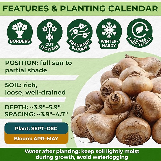 Budget Fragrant Daffodil Bulbs Collection (25 Daffodil), Perennial and Hardy, Flower Bulb Mix from Holland for Garden and Pot, 6-7 Varieties (no Seeds, not Artificial)