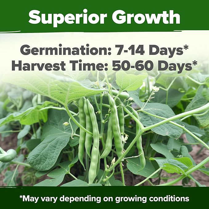 HOME GROWN Contender Bush Bean Pack - 28 Heirloom Green Beans, Vegetable Seeds for Planting, Emergency Food Supply (Phaseolus vulgaris)