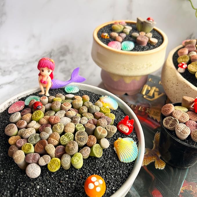 Lithops Random Mix Rare Live Succulent Plants, 30/50/100 Pcs Succulent Live Plant, Bare Root Without Pot Soil, Garden Indoor Office, Friend Plant Lovers Gifts (Large 50pcs)