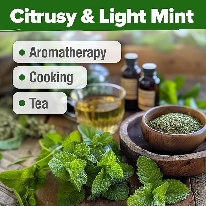 HOME GROWN Lemon Balm Seed Pack - 403 Non-GMO USA Heirloom Herbal Tea Seeds - Bulk Lemon Balm Seeds for Planting Gardens Indoors or Outdoors - Herb Seeds (Melissa officinalis)