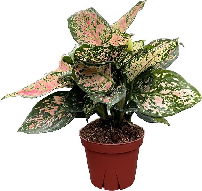 CoollectivePlants Aglaonema Katrina – Aglaonema Live Plant in 4” Growers Pot - Chinese Evergreen Plant Live, Green and Pink Variegated Foliage, Easy Low Light Houseplant