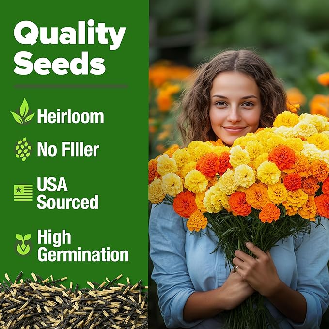 HOME GROWN Petite French Marigold Seeds 329+ Flower Seeds for Planting Outdoors Easy to Grow Companion Plant & Quick Blooming Pollinator Heirloom Wildflower Seed (Tagetes patula)