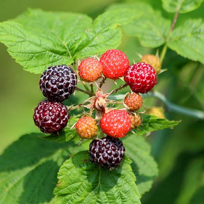 499pcs Mixed Strawberry Cranberry Seeds Kit for Planting (Four Varieties of Strawberries, A Type of Red Berry Seeds), Non-GMO Hardy Plants Fruits Seeds, Home Garden Plants for Outdoors