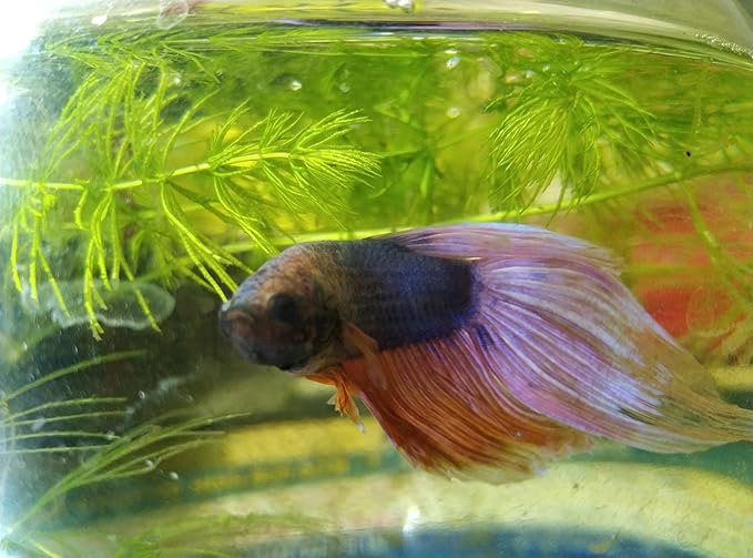 Bundle of Live Male Betta Fish with Hornwort Plants and 5 Inch Spherical Fish Tank, Indoor/Outdoor Home Aquarium