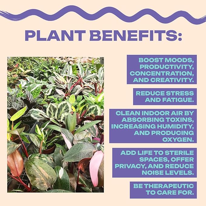 Aglaonema Pink Pearl – Live Plant in 4" Grower’s Pot, Easy to Grow Low Maintenance Indoor Houseplant, Pink Plants - Includes UniHeat Pack for Winter Protection