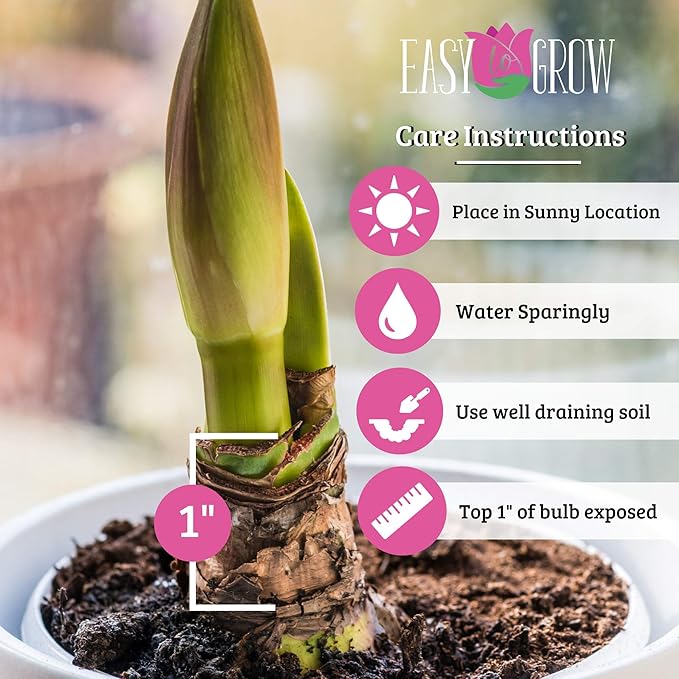 Easy to Grow Amaryllis Sweet Nymph 1 Plant Bulb - Double Pink Flowers Indoor Winter Holiday or Outdoor Spring Blooms