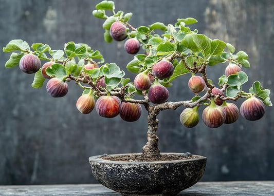 Hardy Fig Bonsai Tree Seedling for Planting - Well Rooted 1 Yr. Seedling