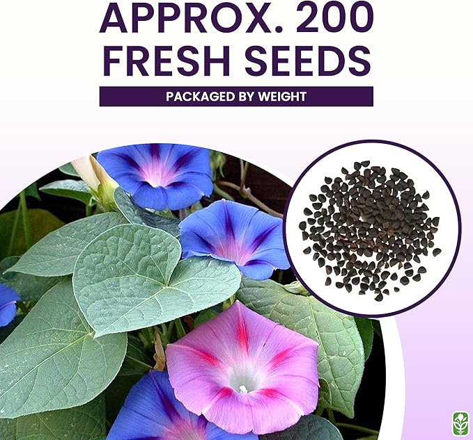 Mixed Morning Glory Seeds for Planting – 200 Fresh Seeds – Blue, Purple, White, and Rose Climbing Vine Flowers – Attracts Butterflies & Hummingbirds – Fast-Growing Vine – Grown in The USA