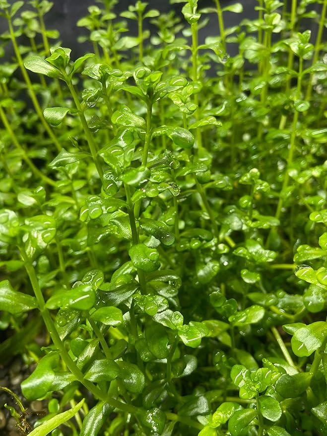Potted Live Aquarium Plants | Freshwater Aquatic Plants for Aquariums (Moneywort)
