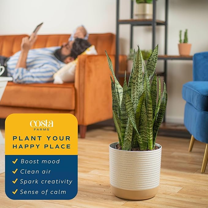 Costa Farms Snake Plant, Live Plant in Decorative Pot, Easy to Maintain, Large Air Purifying Succulent Indoor Houseplant, Assorted Variety, Home, Room, or Office Décor, 2-3 Feet Tall