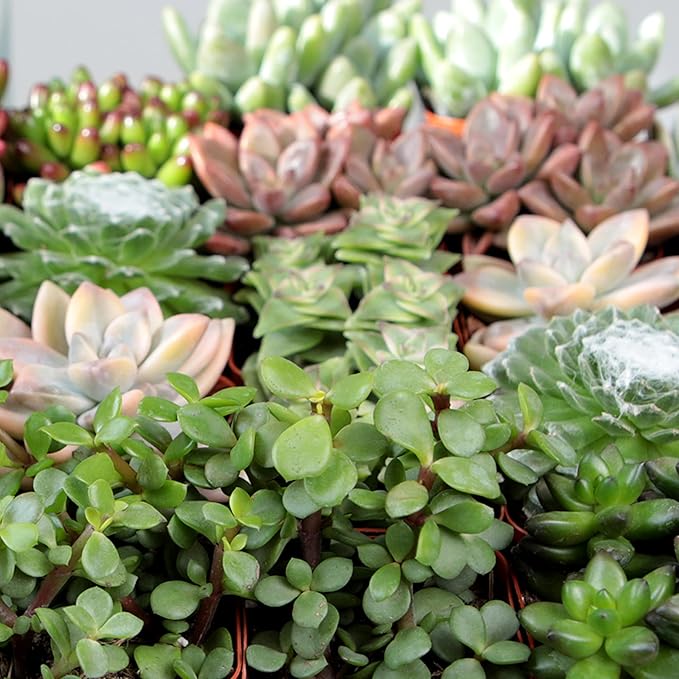 Altman Plants, Live Succulents Plants Live Houseplants (12PK), Succulents Live Plants Live House Plants Indoors Live, Live Cactus Plants Live Cacti Succulent Plants Live Indoor Plants Live Houseplants