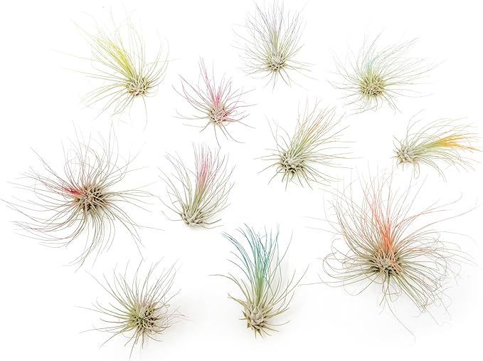 Purple Colorful Tillandsia Air Plants - Long Lasting Color Enhanced Live Tillandsia Succulent House Plants - Home and Garden Decor - Easy Care Indoor and Outdoor (Argentea Thin, Single)