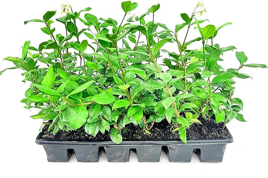 Confederate Jasmine Plants | 1 Live 4 Inch Pot | Trachelospermum Jasminoides | Flowering Vine | Outdoor Garden