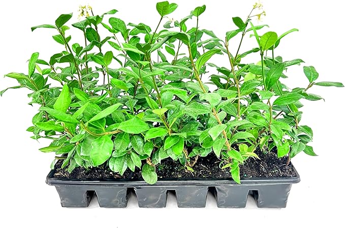 Confederate Jasmine Plants | 12 Live 4 Inch Pots | Trachelospermum Jasminoides | Flowering Vine | Outdoor Garden