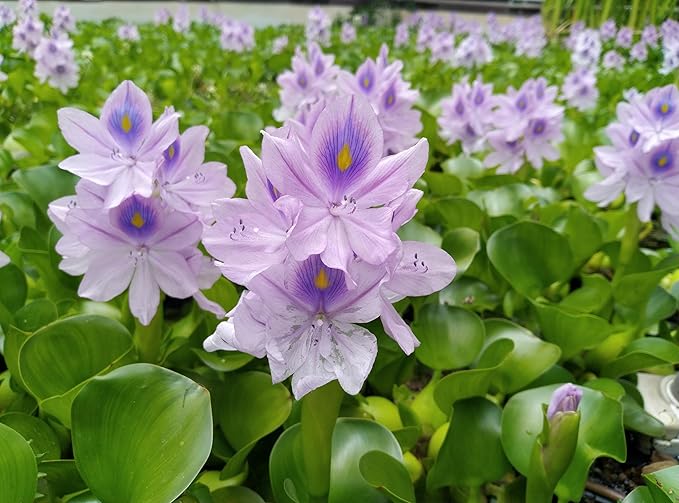 5 Live Water Hyacinth Plants, Purple Flowers, Floating Aquatic Plants for Ponds and Water Gardens
