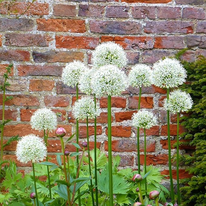 Gardens Best Graceful Beauty Alliums – 30 Bulbs - White Star-Shaped Flowers | Easy-Grow Spring Perennials | Deer Resistant | Attracts Bees & Butterflies | Zones 4–9
