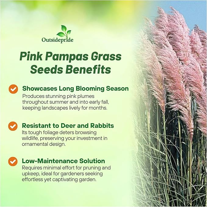 Outsidepride Pink Pampas Grass Seeds – 1,000 Pcs. Perennial, Drought-Tolerant Ornamental Grass for Large Garden Borders, Privacy Landscaping, Xeriscaping, and Low-Maintenance Outdoor Spaces
