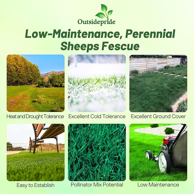 Outsidepride Sheeps Fine Fescue Grass Seed - 5 Lbs. Perennial Heat & Drought Tolerant Dense Green, Traffic-Resistant Turf for Shaded Environments w/OptiGrowth Coating for Seed Enhancement