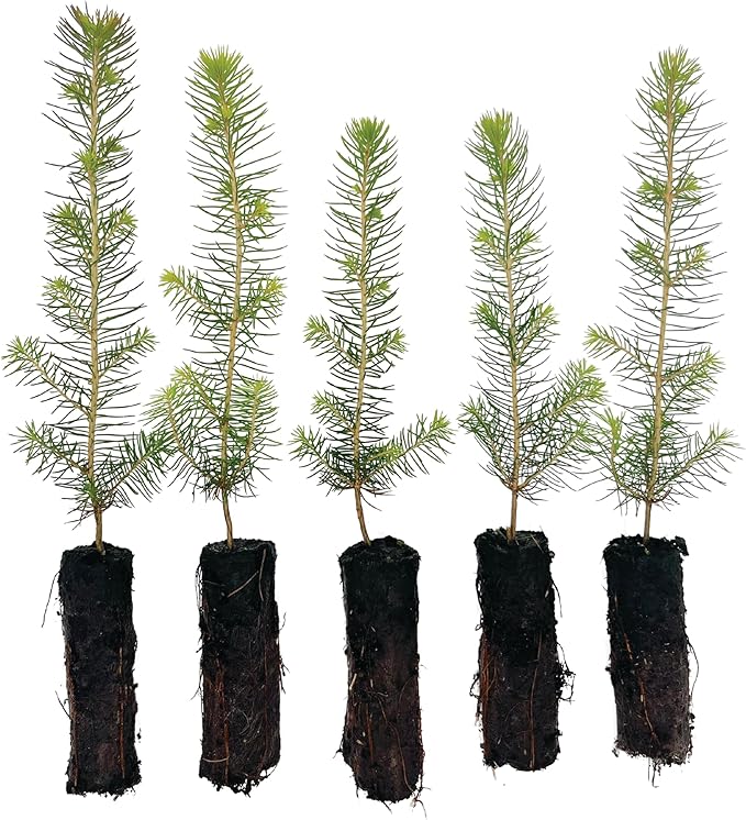 Norway Spruce Tree Seedling Plugs | 6"-12" | Arbor Day Foundation (5-Pack)