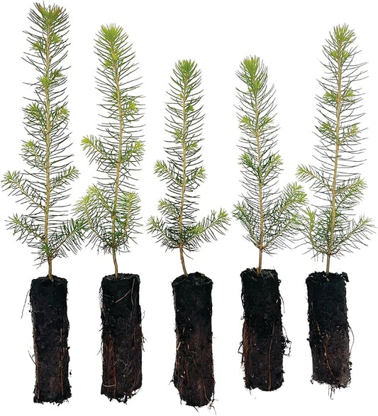 Norway Spruce Tree Seedling Plugs | 6"-12" | Arbor Day Foundation (5-Pack)