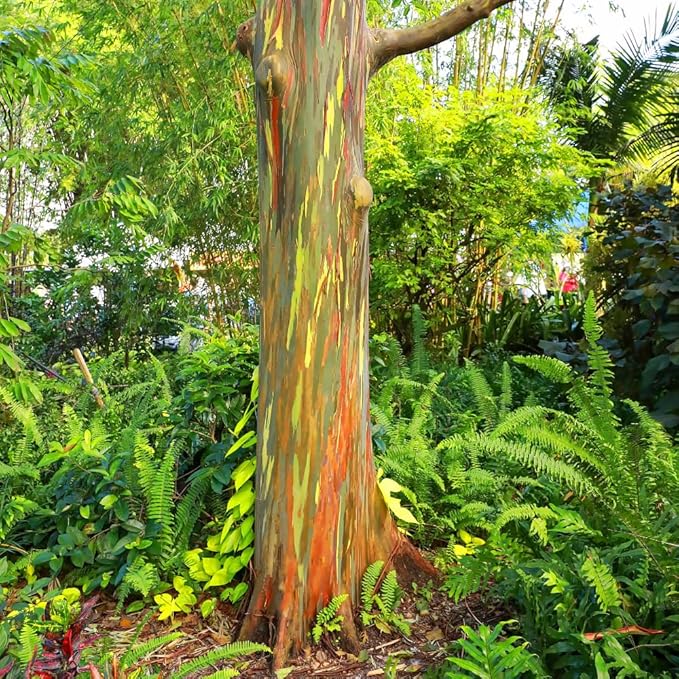 Eucalyptus Plant, Starter Eucalyptus Plant Live in 2.5" Pot, Cold Hardy, Fragrant Foliage, Ready to Grow Indoor Outdoor (Rainbow Eucalyptus)
