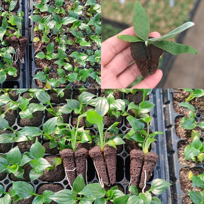 150pcs Professional Seedling Growing Media for 128-Cell Seed Starting Trays, Cutting Propagation Substrate