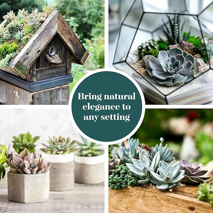 Shop Succulents Rosette Succulent Plant Pack Collection - Live Mini Succulent Plants, Low Maintenance, Floral Shaped Mix of Colors & Textures - Wedding and Party Favors, Gift & Garden, Pack of 6
