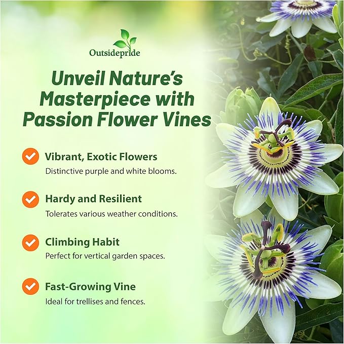 Outsidepride Passion Flower Seeds - 50 Pcs. Perennial, Fast-Growing & Pollinator Friendly, Flower Seeds for Planting Tall, Fragrant & Vibrant Star-Shaped Blooms for Trellises, Fences & Arbors