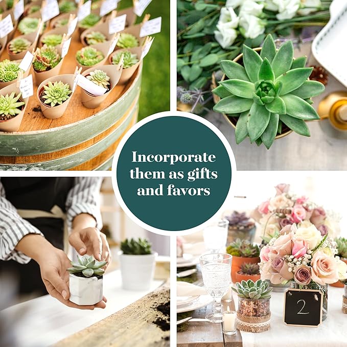 Shop Succulents Rosette Succulent Plant Pack Bulk Collection, Live Mini Succulent Plants, Low Maintenance, Floral Shaped Mix of Colors & Textures, Wedding and Party Favors, Gift & Garden, Pack of 64