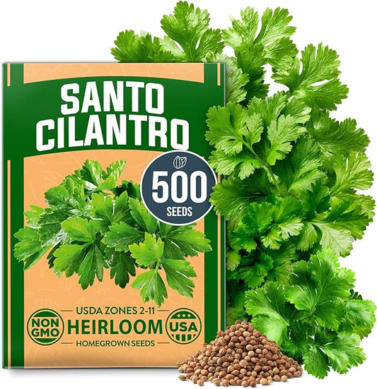 HOME GROWN 500+ Cilantro Seeds (Fast Growing) Heirloom Coriander Seeds for Planting Indoors & Outdoors – Santo Cilantro Herb for Kitchen Garden, High Germination