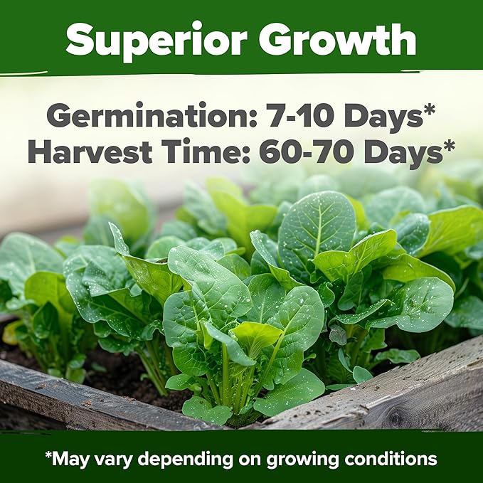 HOME GROWN Parris Island Romaine Lettuce 3,500+ High Germination Heirloom Lettuce for Planting Crisp Heads for Garden & Hydroponics, Indoor Outdoor (Lactuca Sativa)