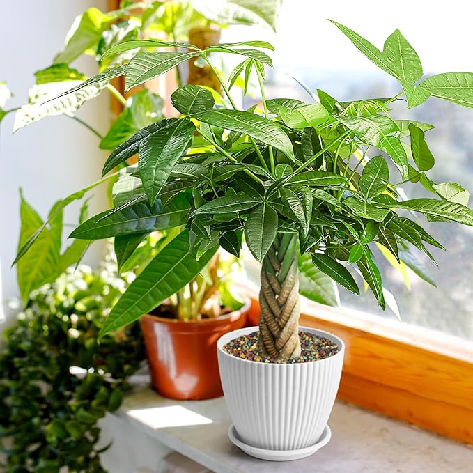 Live Plants Money Tree in 4" White Plastic Pot, Easy to Grow Houseplant, Indoor Bonsai, Home Office Decor, Birthday Housewarming Gift