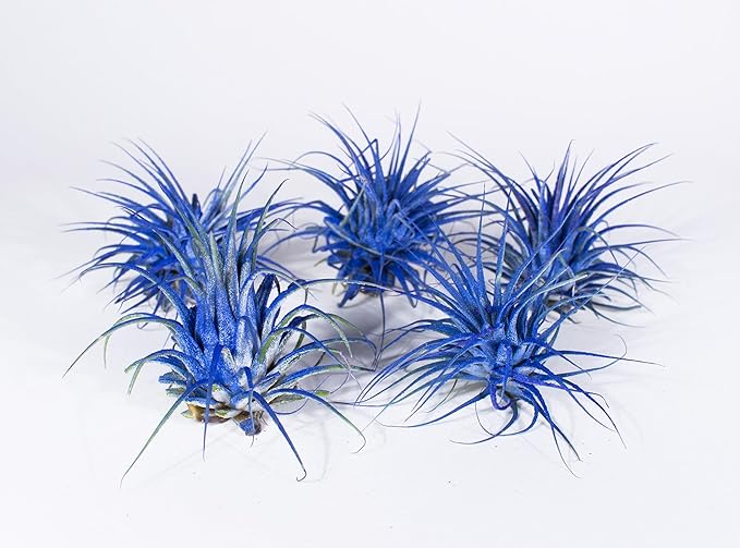 Air Plants - Tillandsia Ionantha - Organically Enhanced Color - Live Arrival Guaranteed - House Plants for Home Decor & Gift (Blue Bell 5pk)