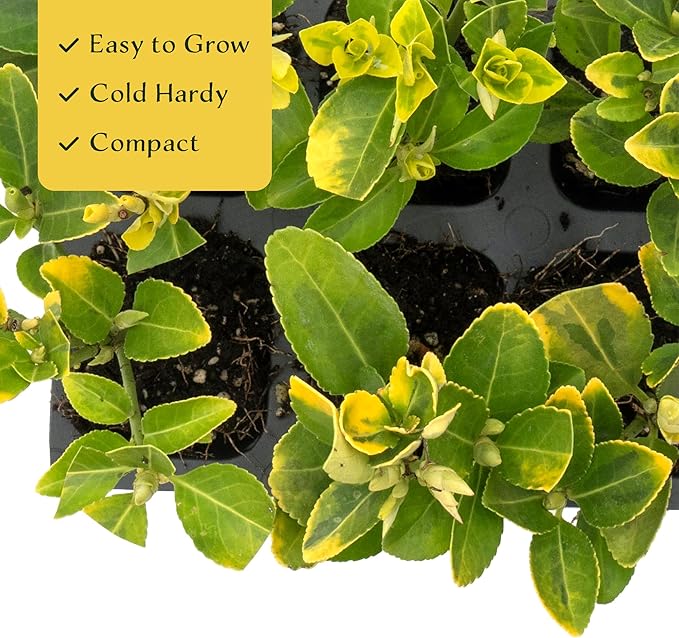 3 Golden Euonymus Shrubs | Live Plants in 2.5-inch Nursery Cubes | Japonica ‘Aureo-Marginatus’ Variety | Easy-Care Evergreen | Variegated Yellow-Green Foliage | Hedges & Shrubs for Home & Garden